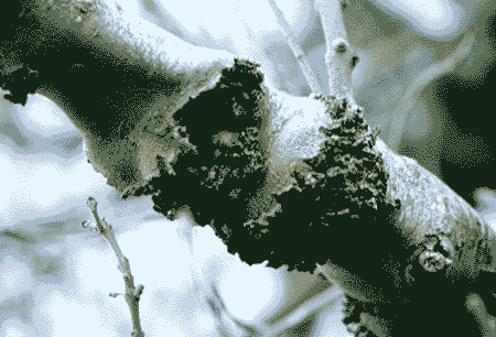 Acid Rain damaged tree
Carsten Krieger
Freelance Photographer
Creative Photography in Ireland
WebSite : www.irish-picturebook.com
Email : carstenkrieger@irish-picturebook.com       
Fon : 00353-65-9055933 