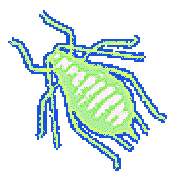 viteus vitifolii