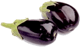 apple of sodom