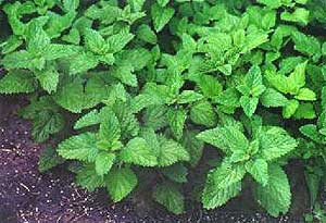 Lemon Balm