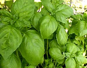 Basil