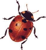 coccinella septumpunctata