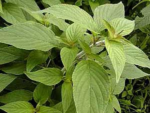 Sage