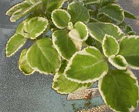 Thyme